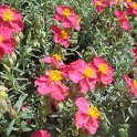 Helianthemum hybride fleur